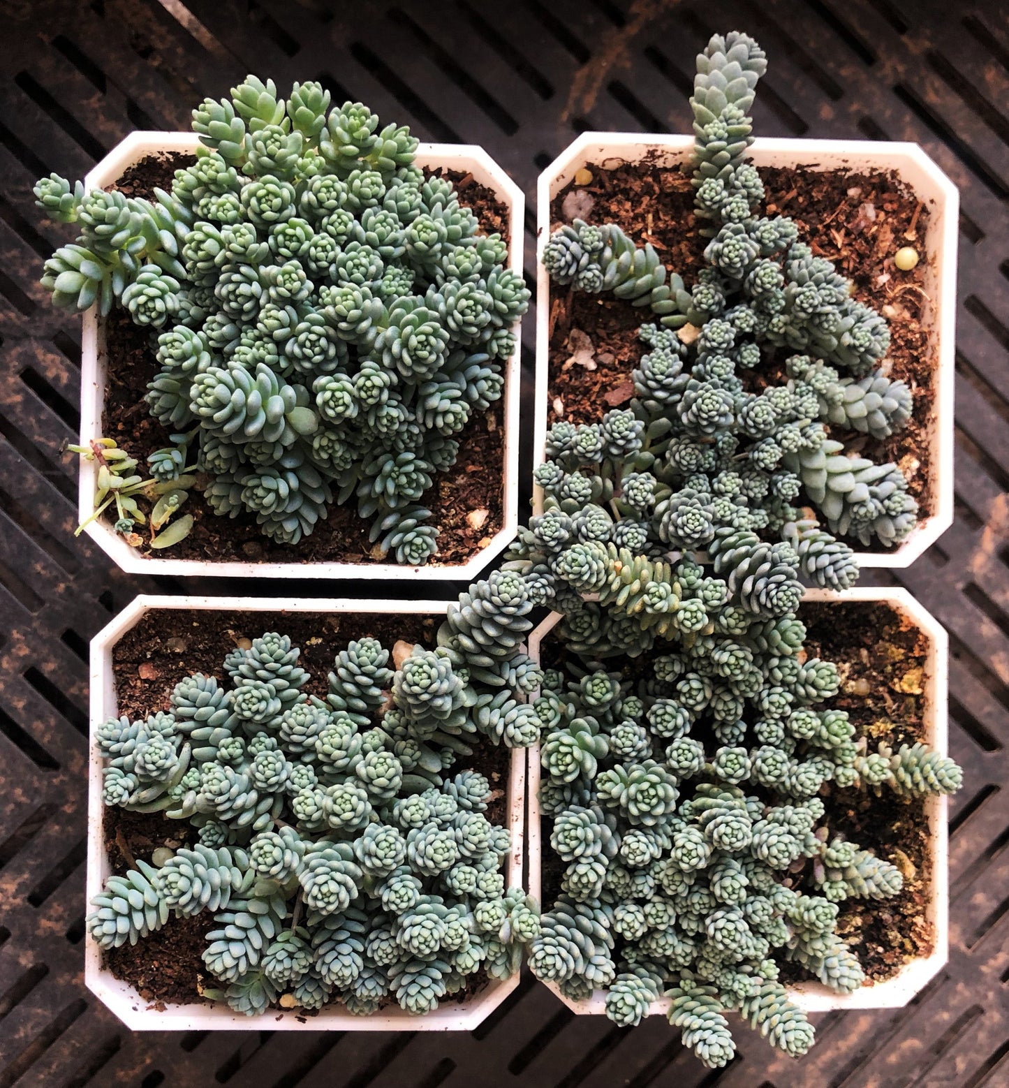 Sedum dasyphyllum major