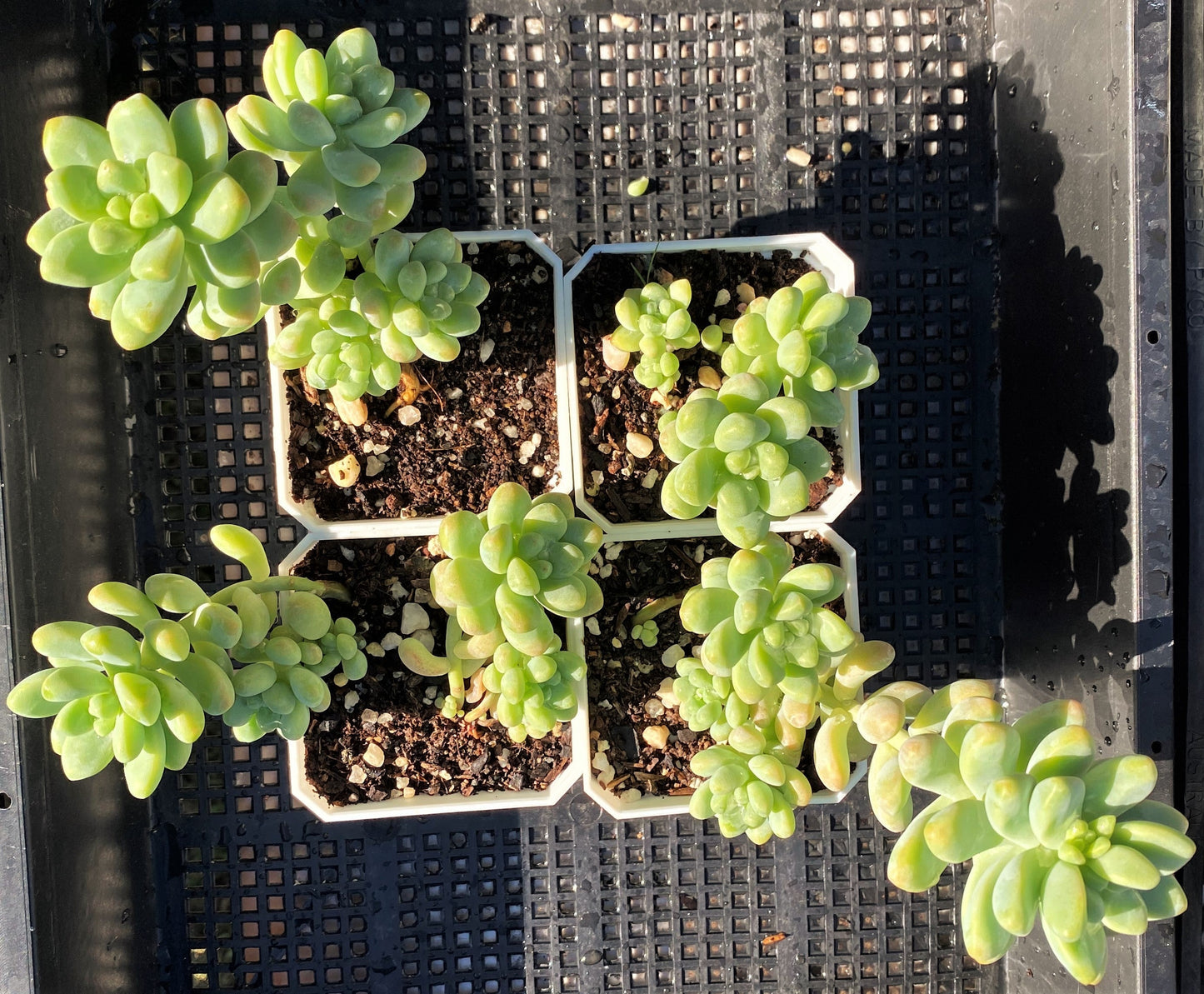 Sedum treleasei 'angel's tear'