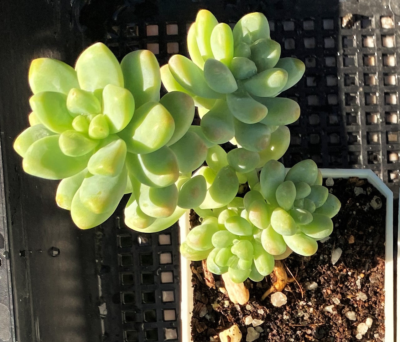 Sedum treleasei 'angel's tear'