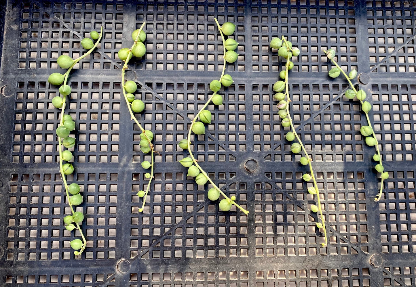 Senecio string of pearls CUTTING