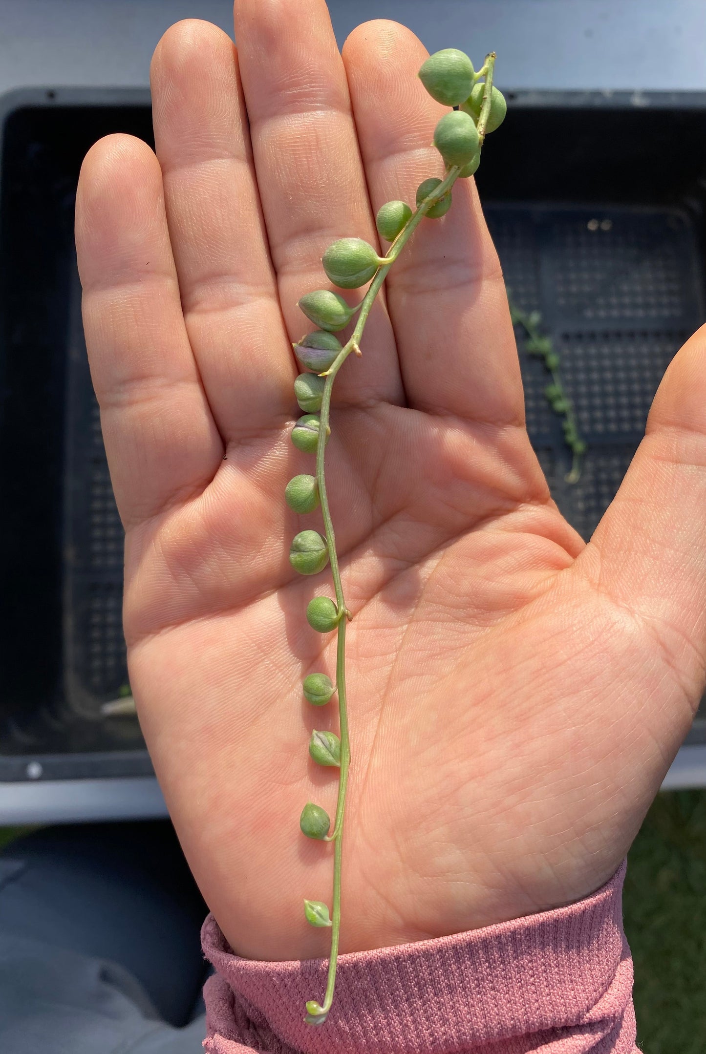 Senecio string of pearls CUTTING