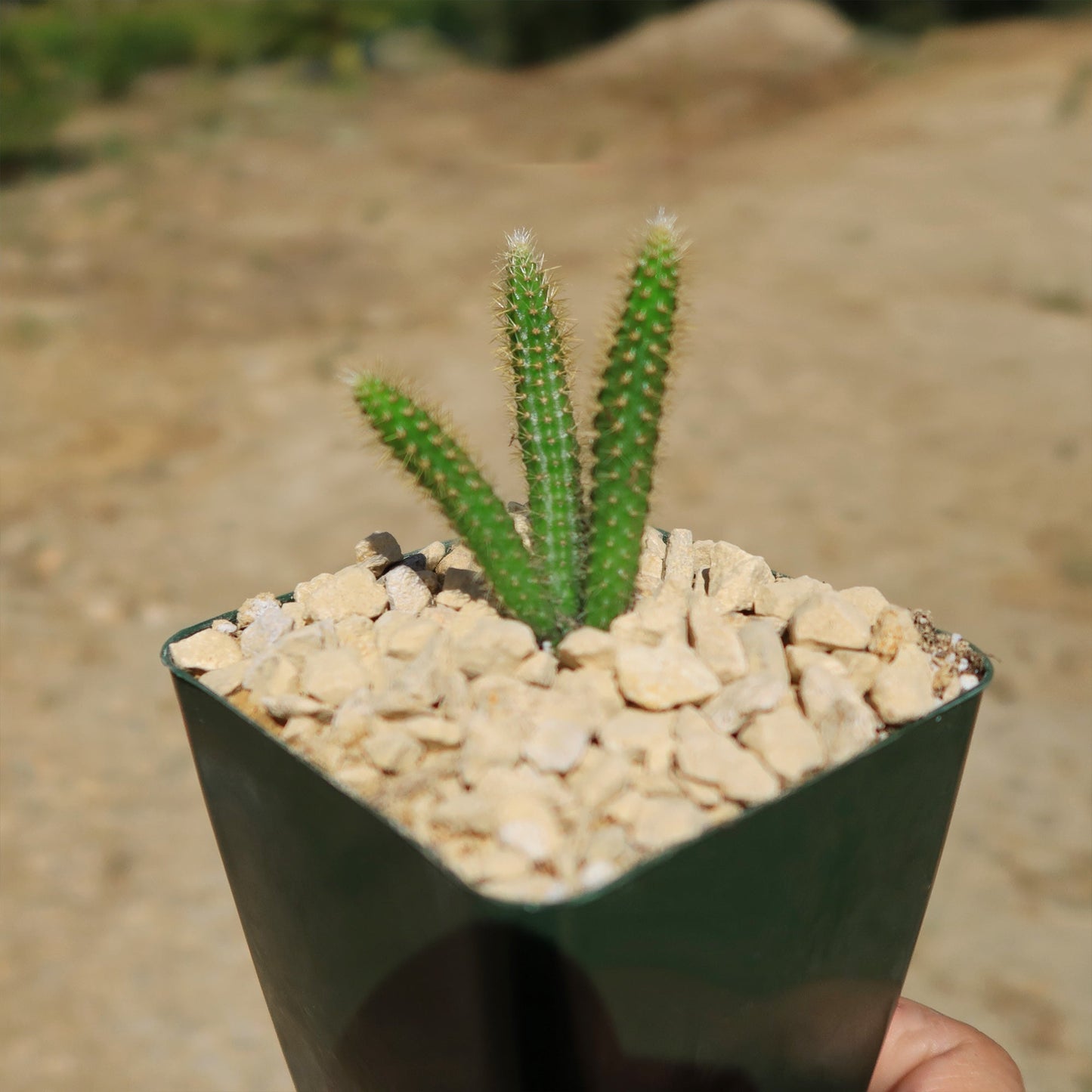 Rat Tail cactus 'Aporocactus flagelliformis'