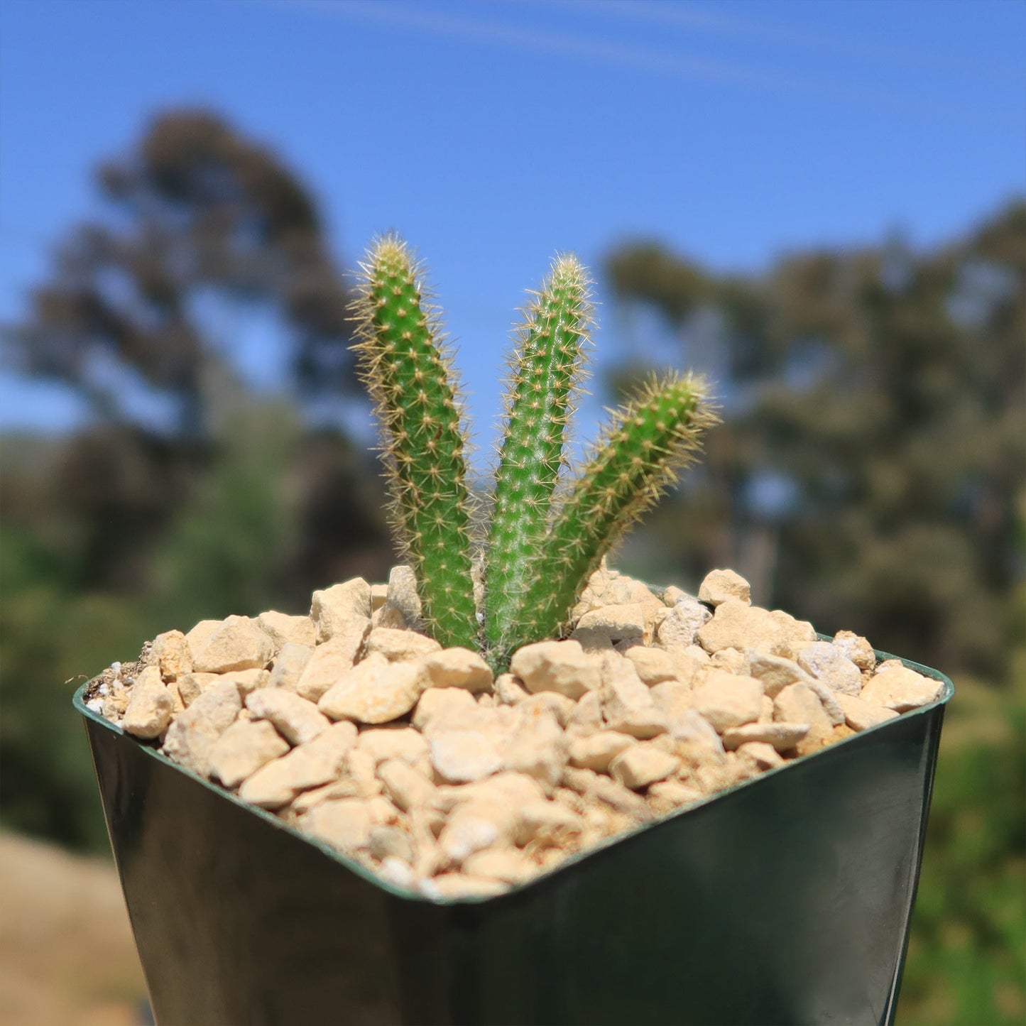Rat Tail cactus 'Aporocactus flagelliformis'
