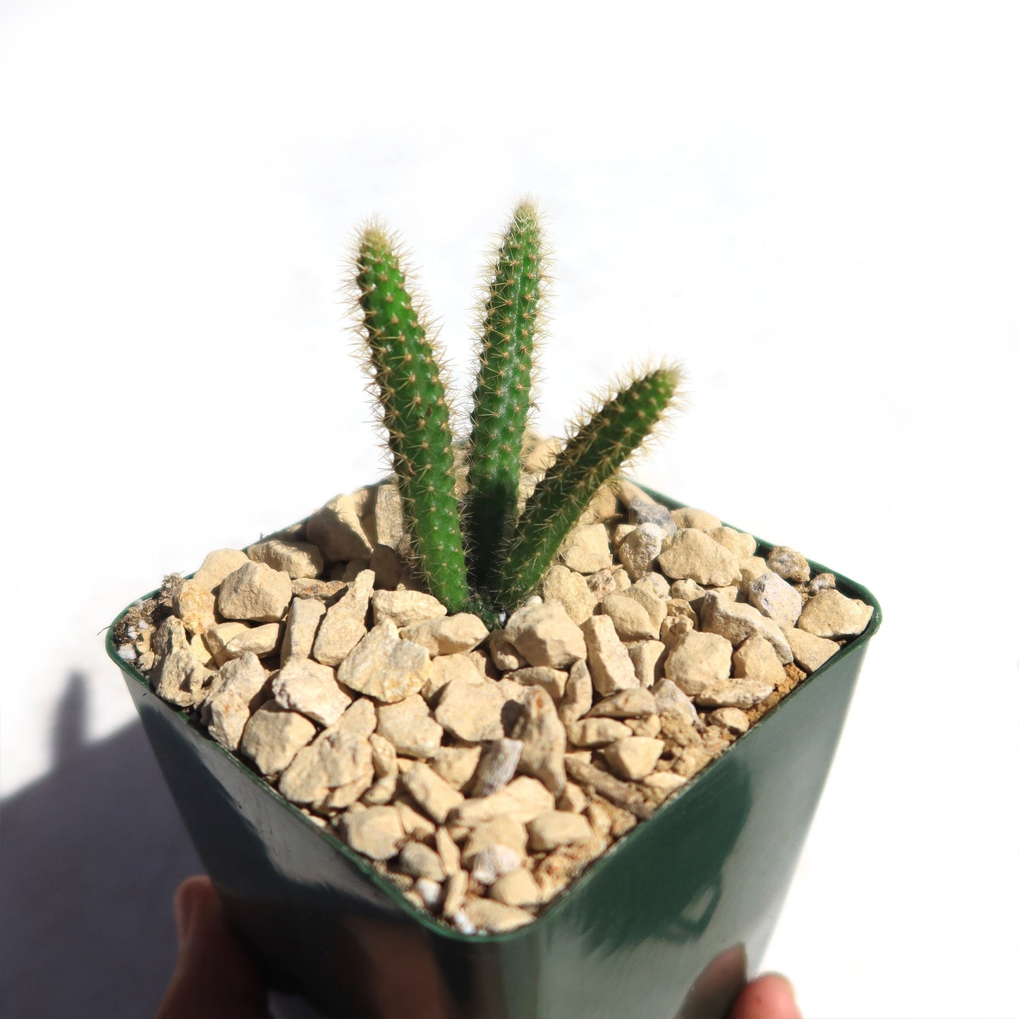 Rat Tail cactus 'Aporocactus flagelliformis'
