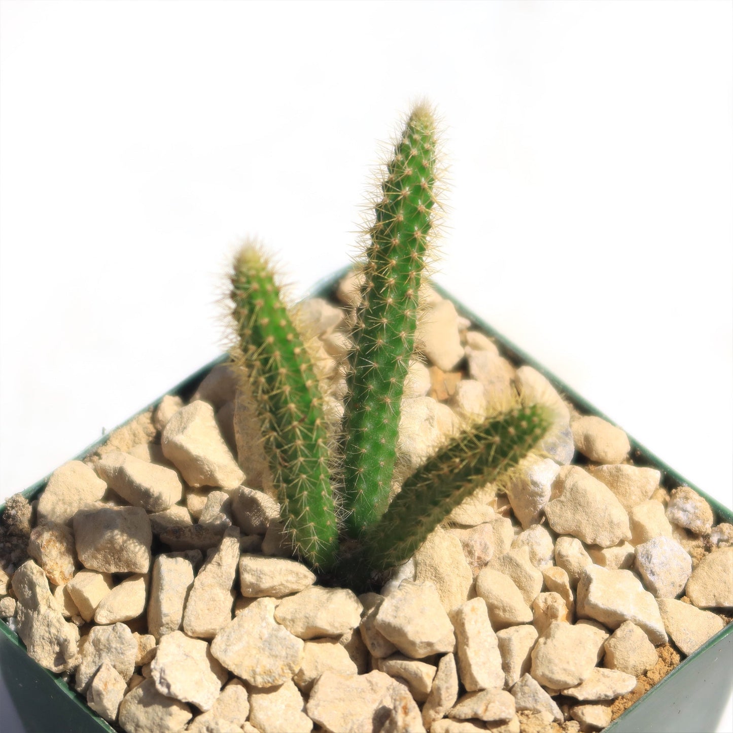 Rat Tail cactus 'Aporocactus flagelliformis'