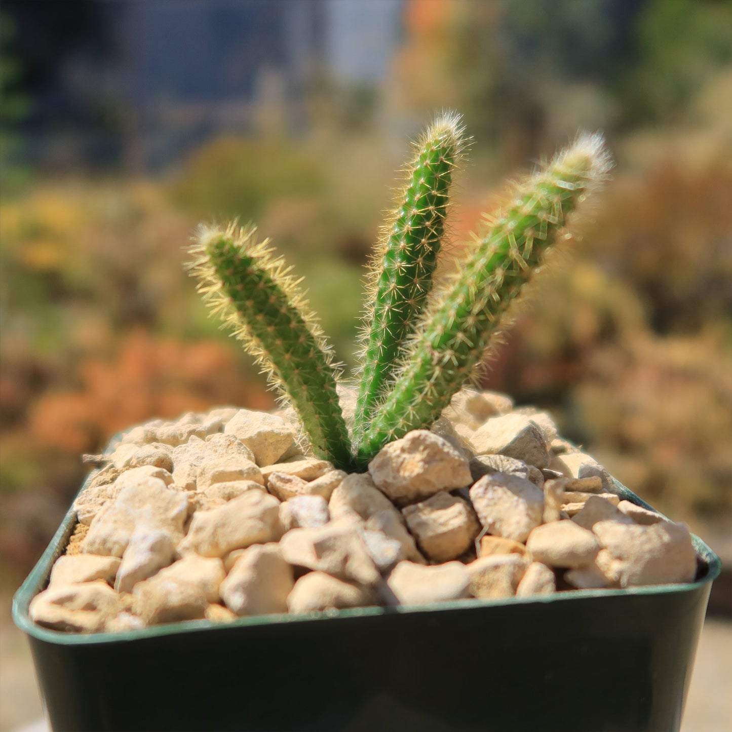 Rat Tail cactus 'Aporocactus flagelliformis'