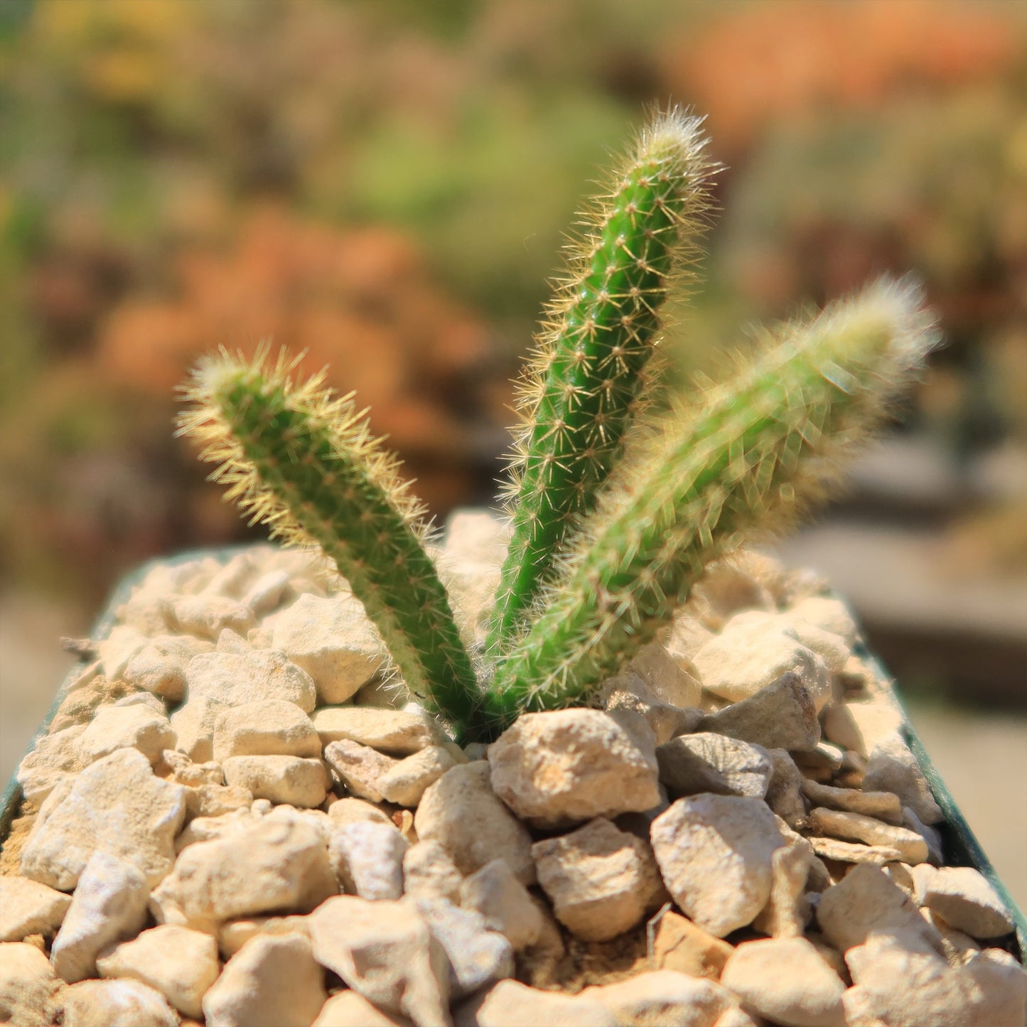 Rat Tail cactus 'Aporocactus flagelliformis'