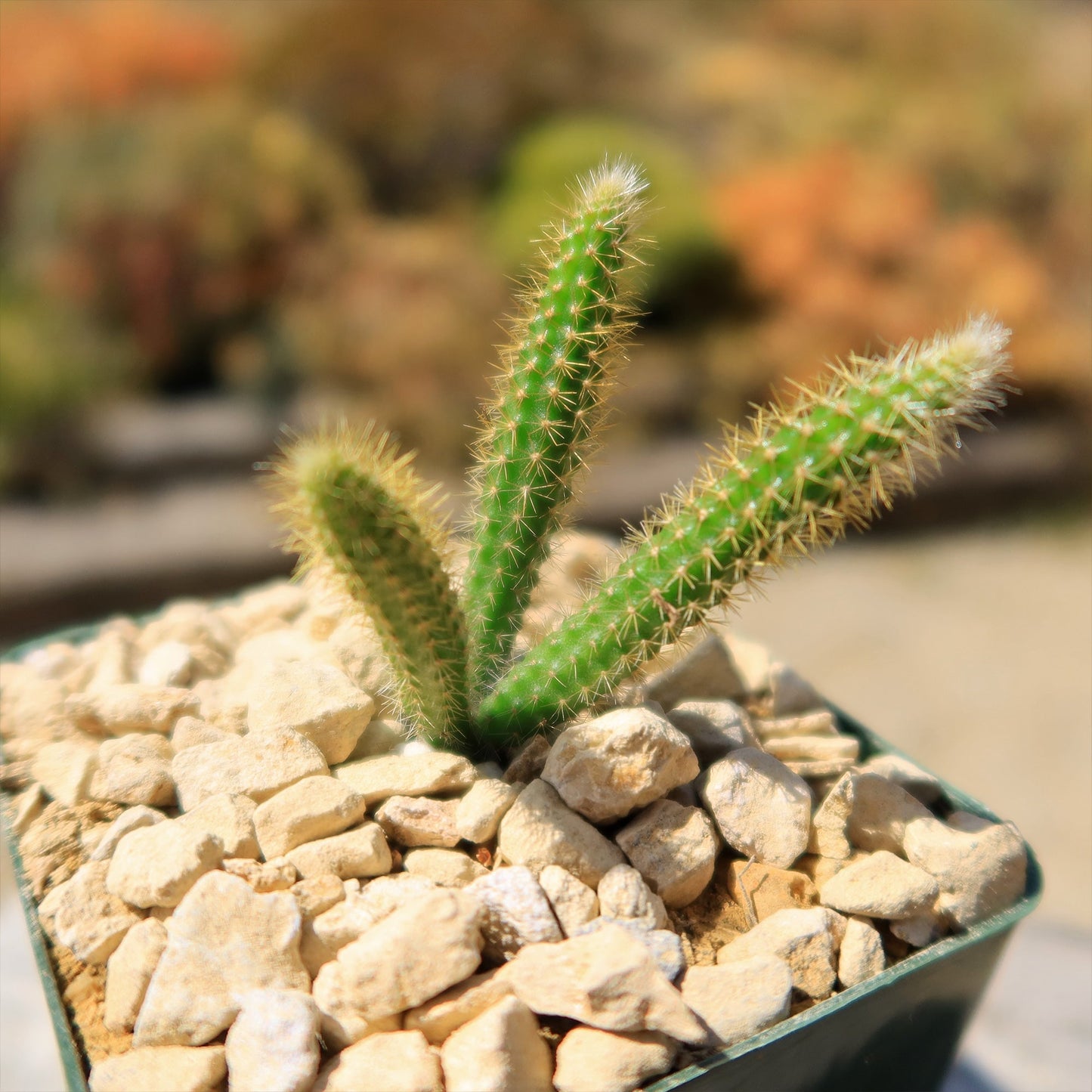 Rat Tail cactus 'Aporocactus flagelliformis'