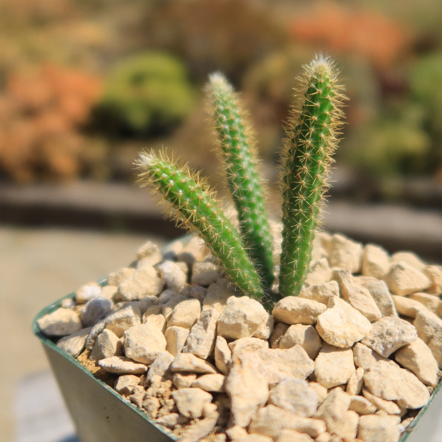 Rat Tail cactus 'Aporocactus flagelliformis'