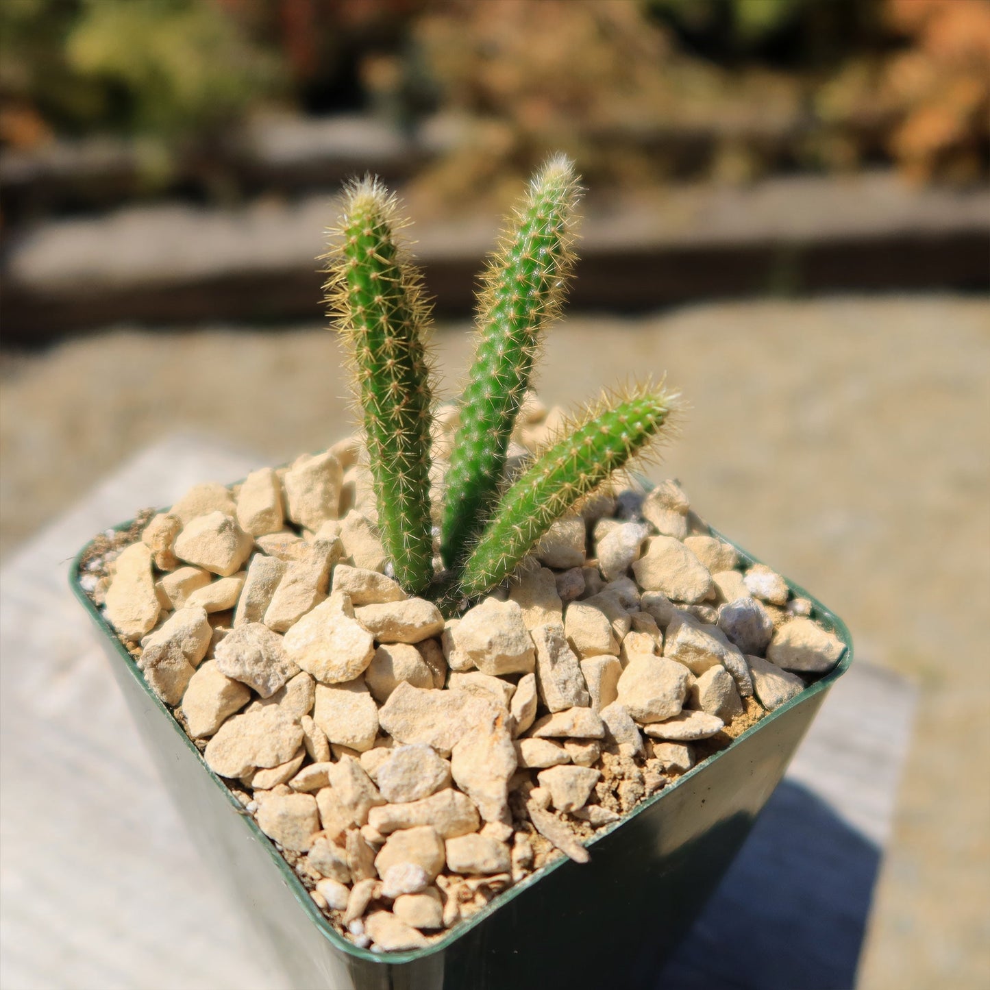 Rat Tail cactus 'Aporocactus flagelliformis'