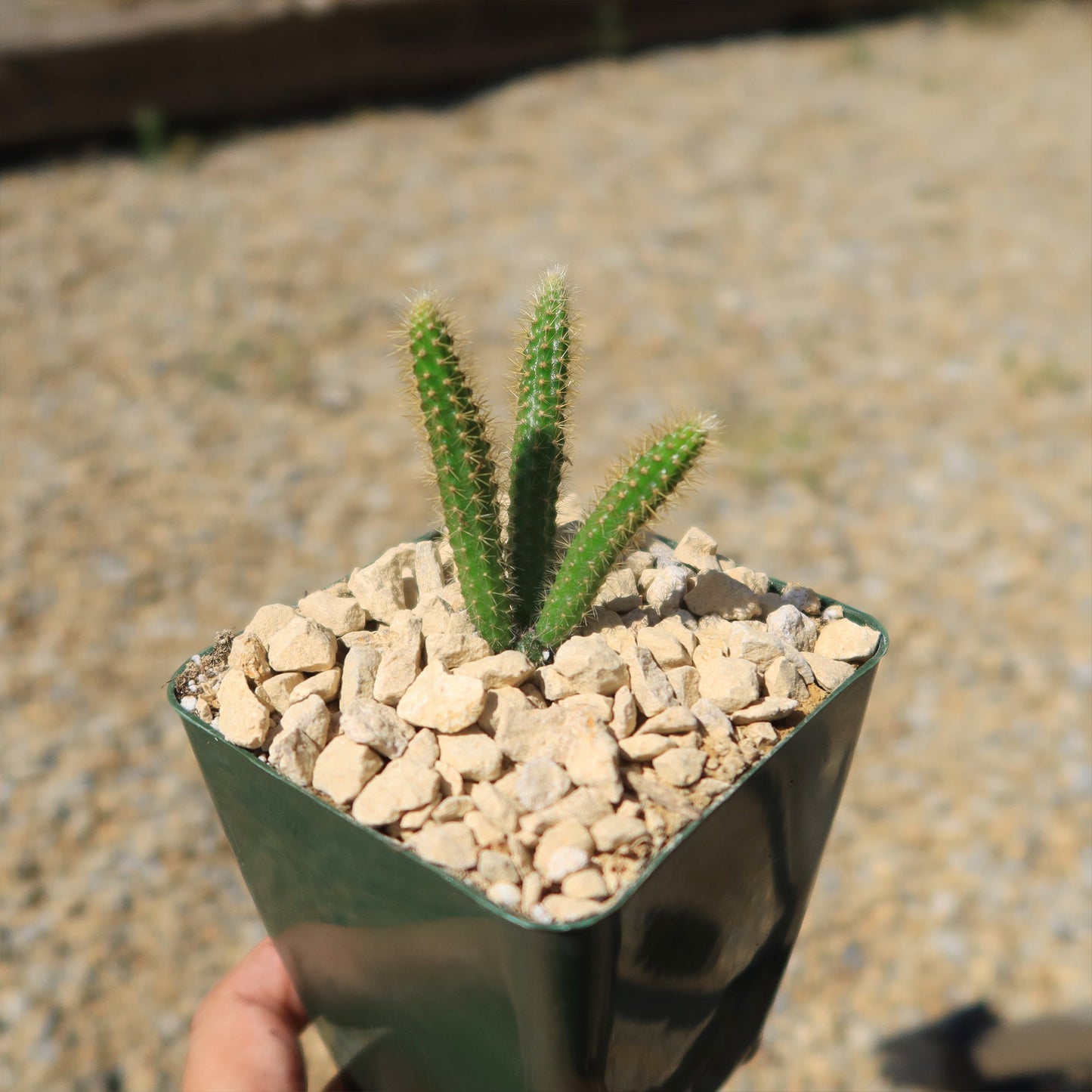 Rat Tail cactus 'Aporocactus flagelliformis'