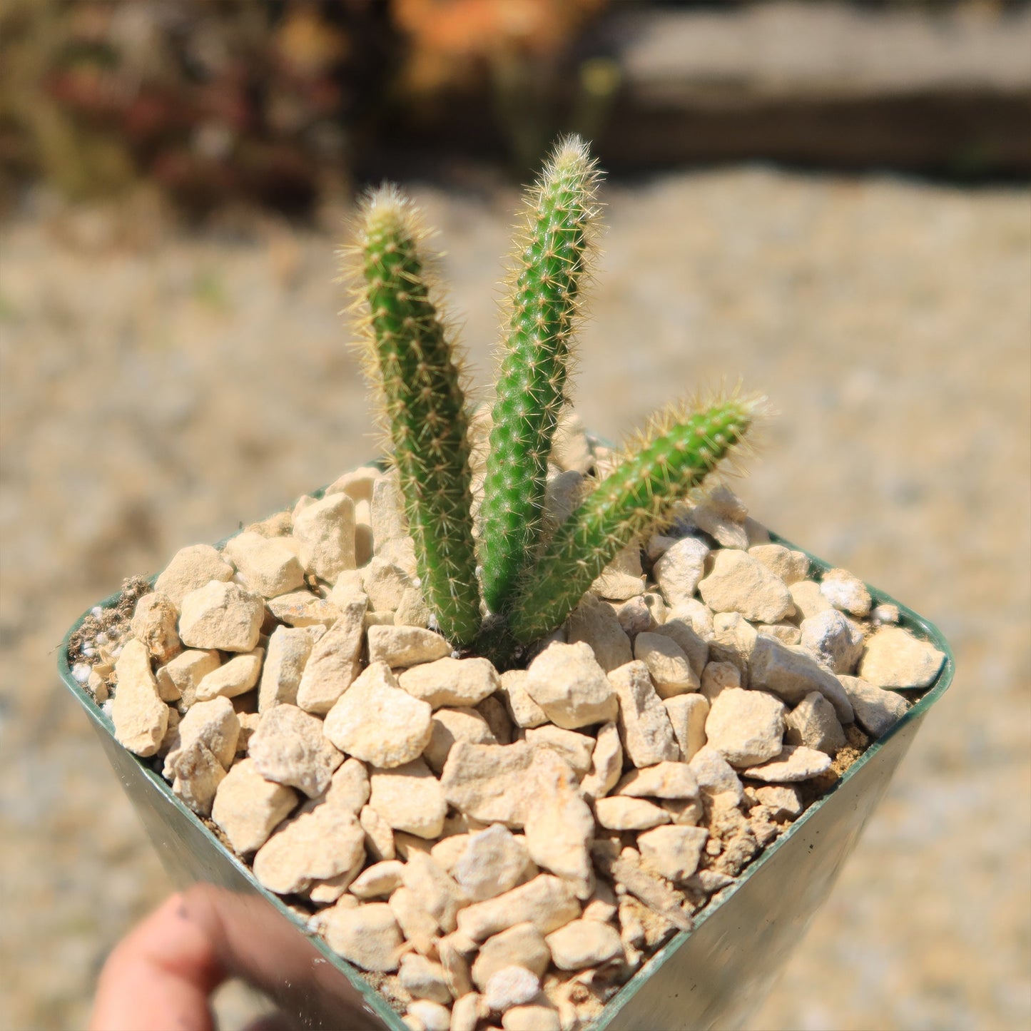 Rat Tail cactus 'Aporocactus flagelliformis'