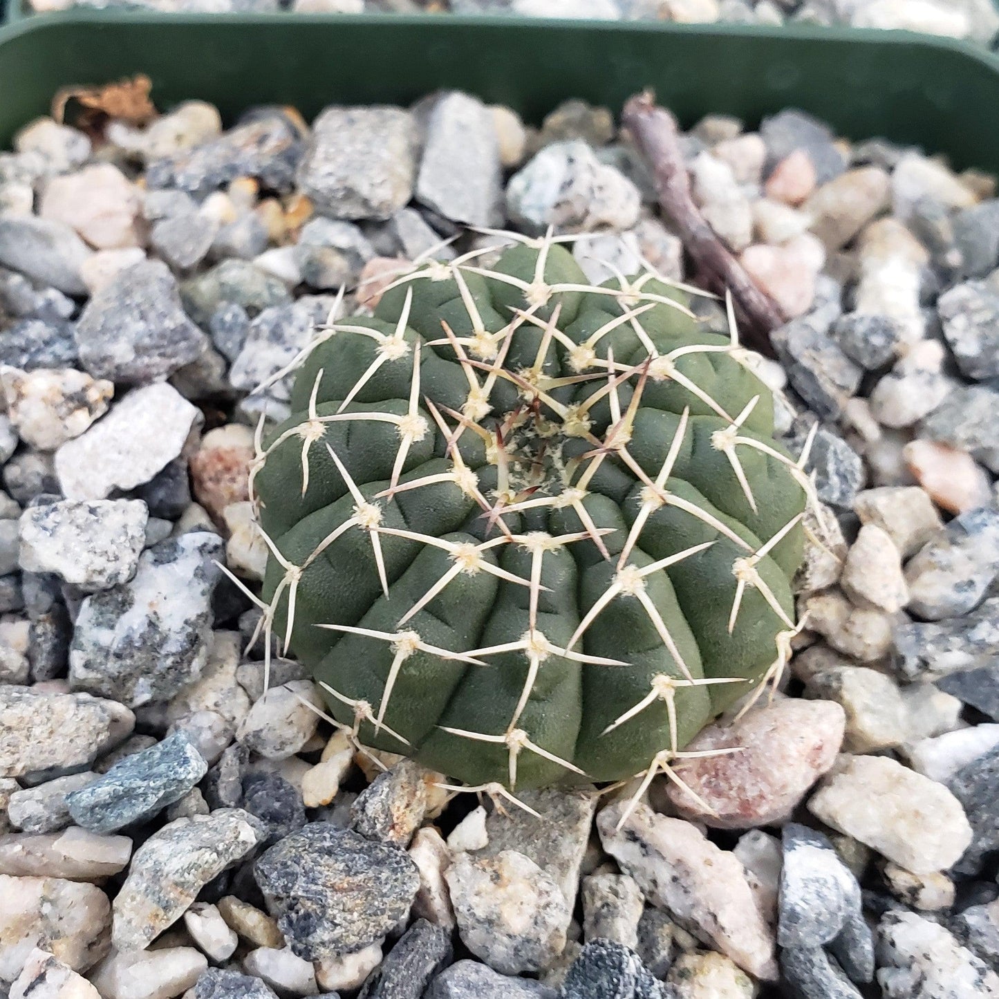 Gymnocalycium stellatum asterium
