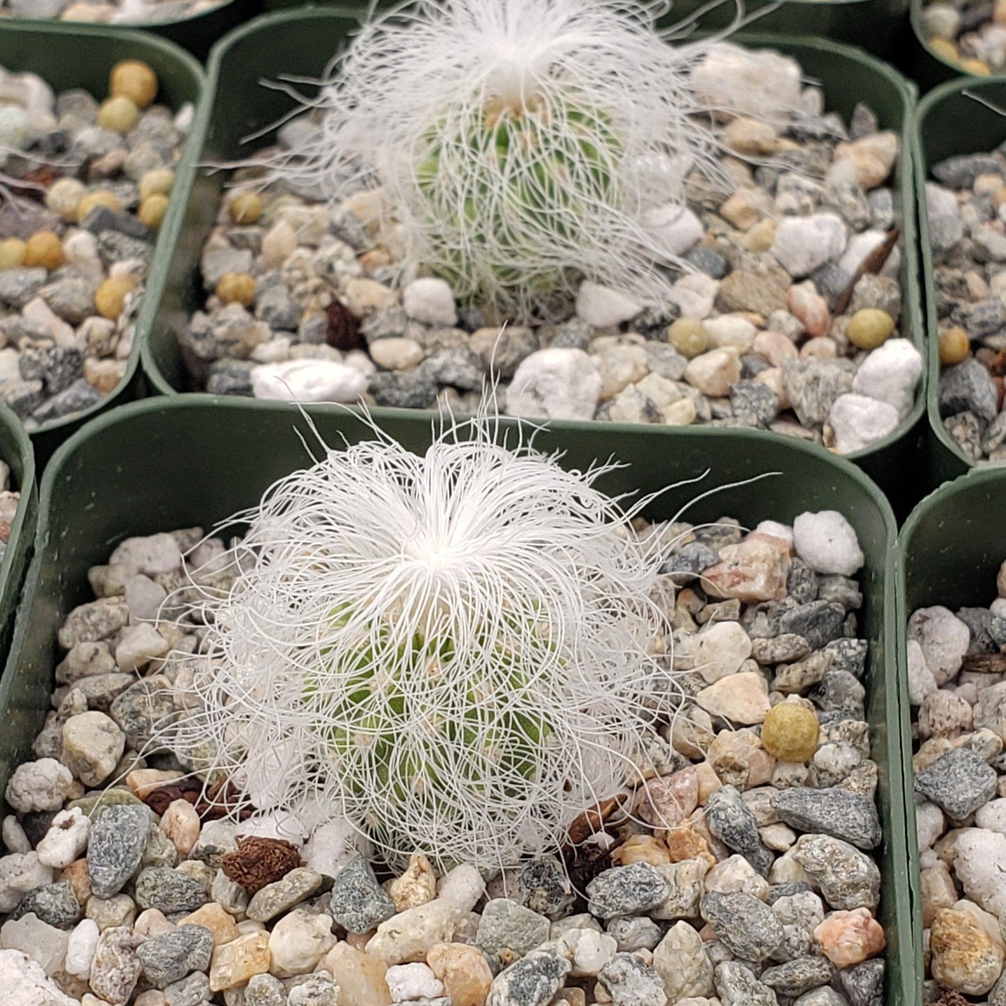 Old Man Cactus 'Cephalocereus senilis'