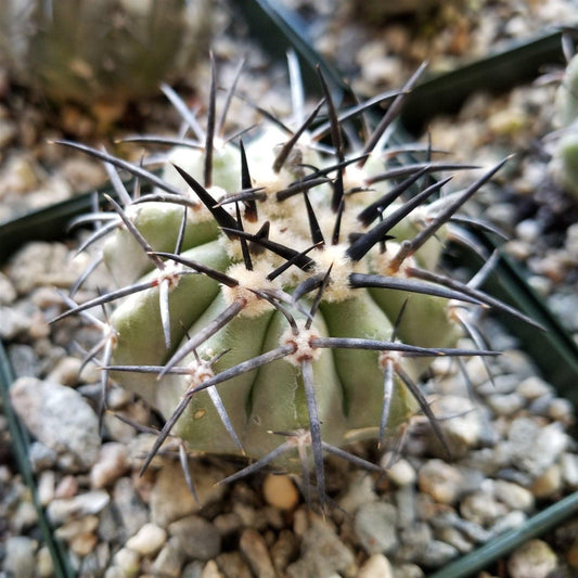 Copiapoa lembckei