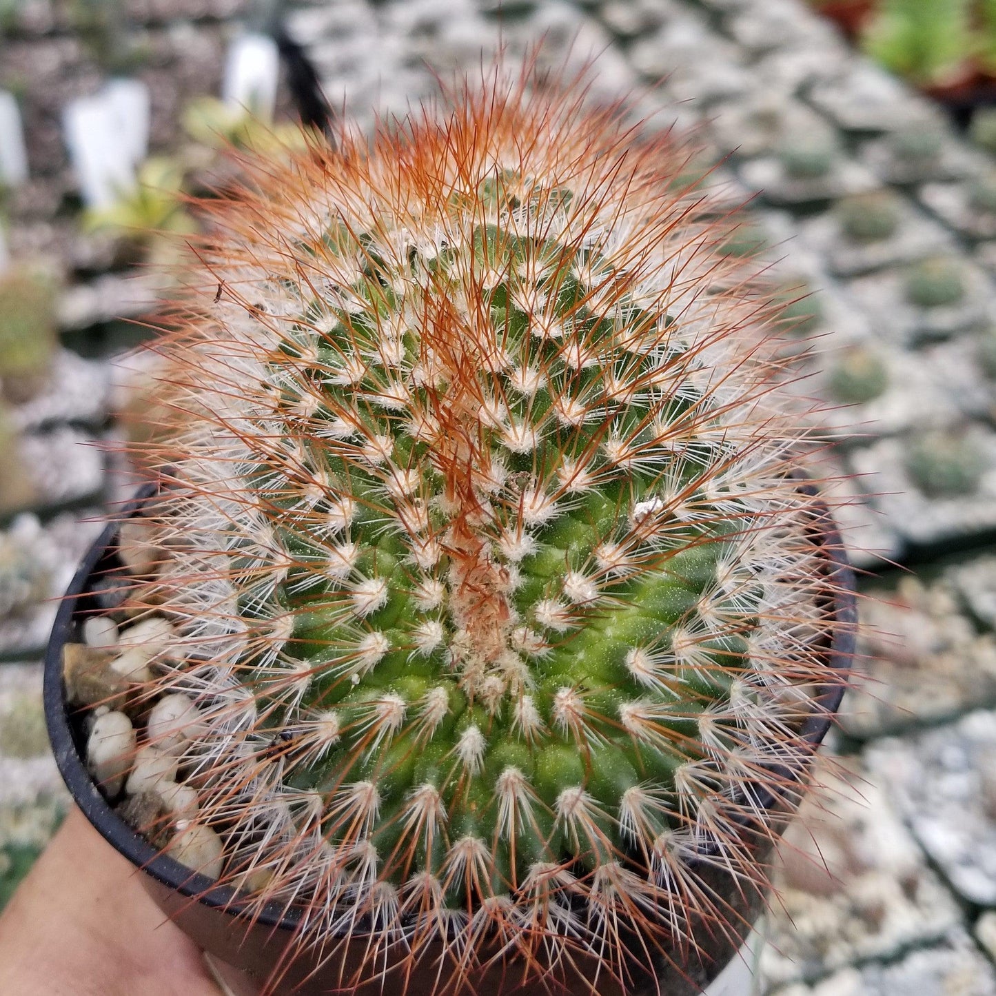 Mammillaeria Spinosissima Cristata