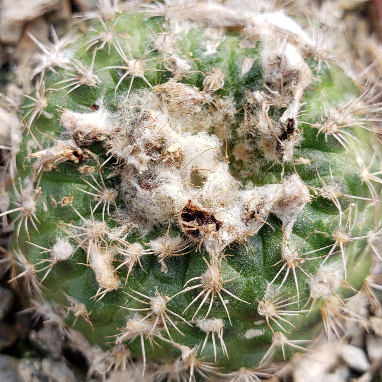 Frailea grahliana