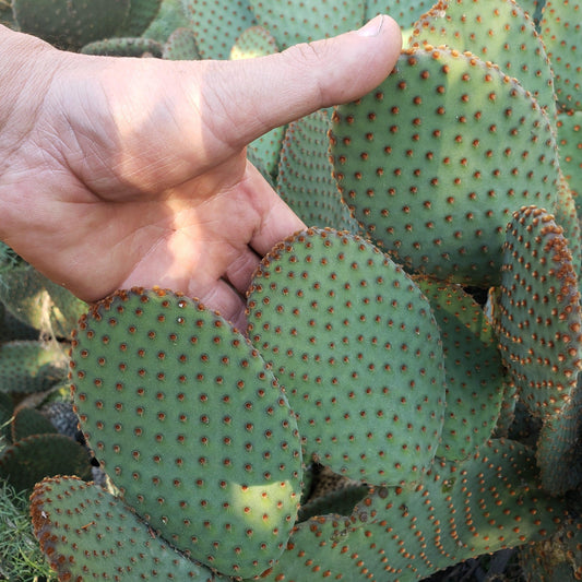 Opuntia microdasys rufida