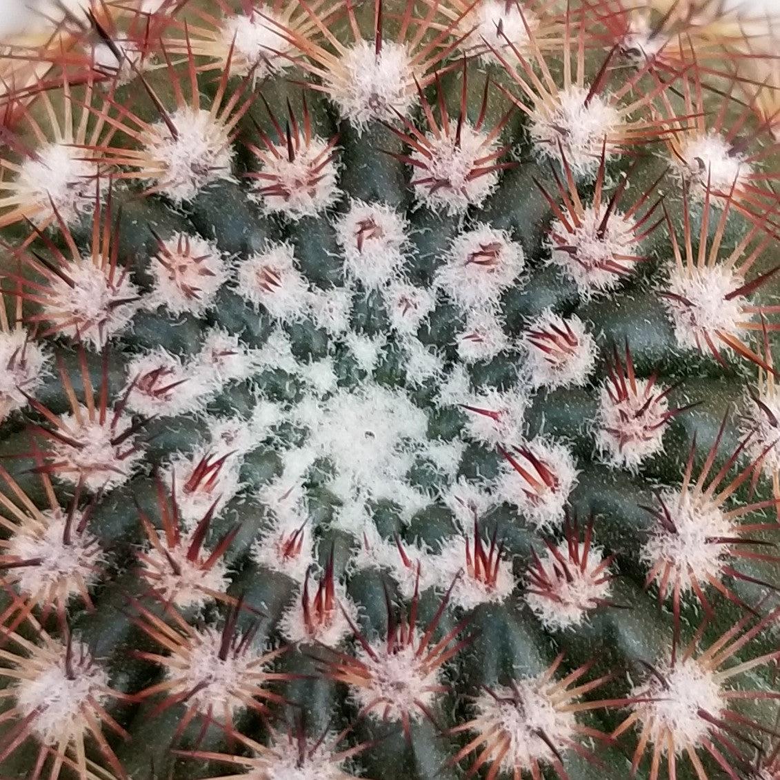 Notocactus rutilans