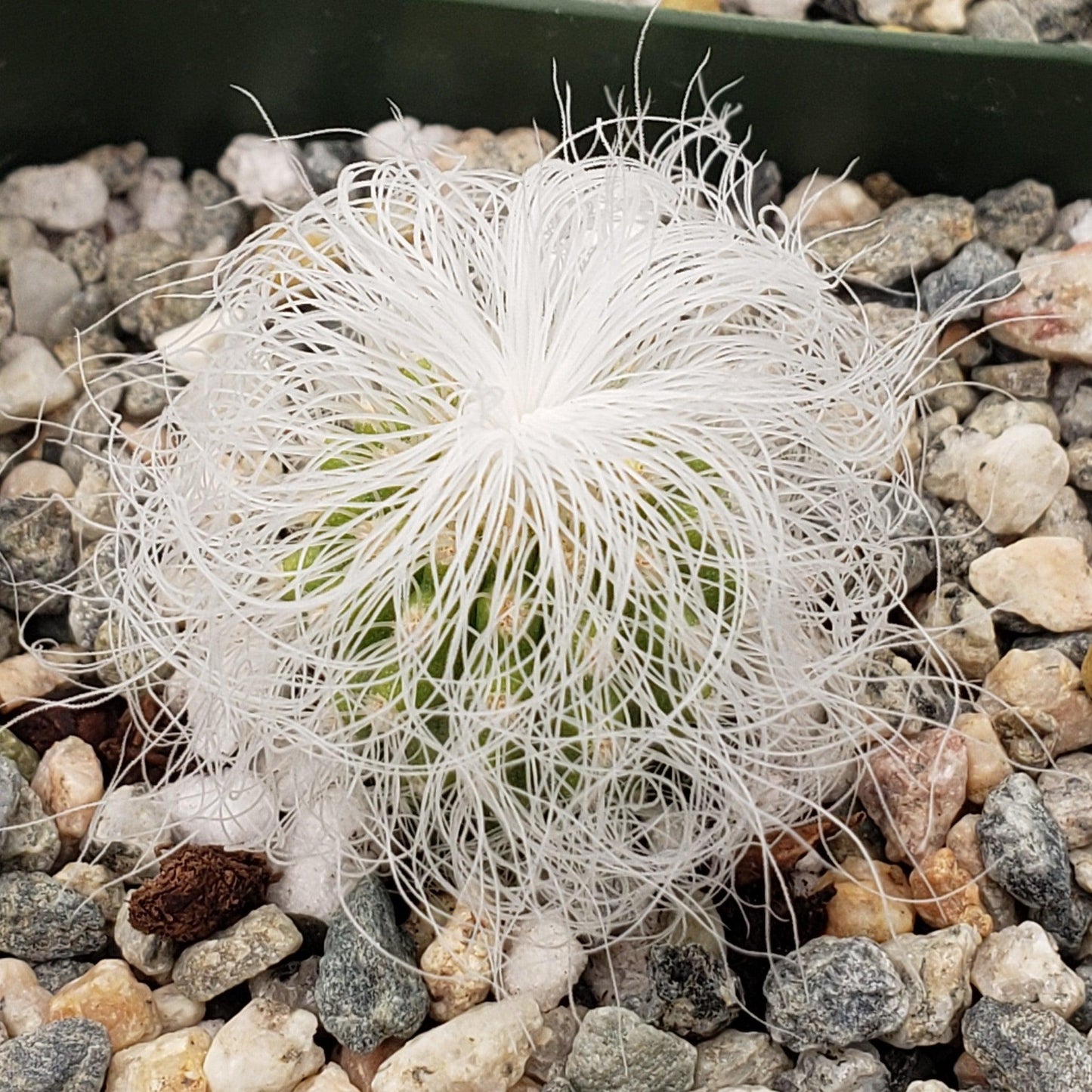 Old Man Cactus 'Cephalocereus senilis'