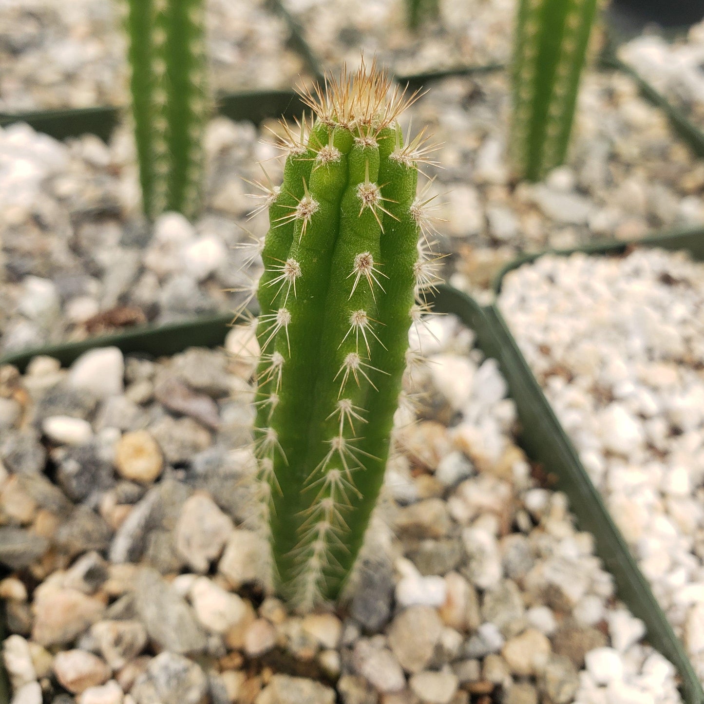 Yungasocereus inquisivensis