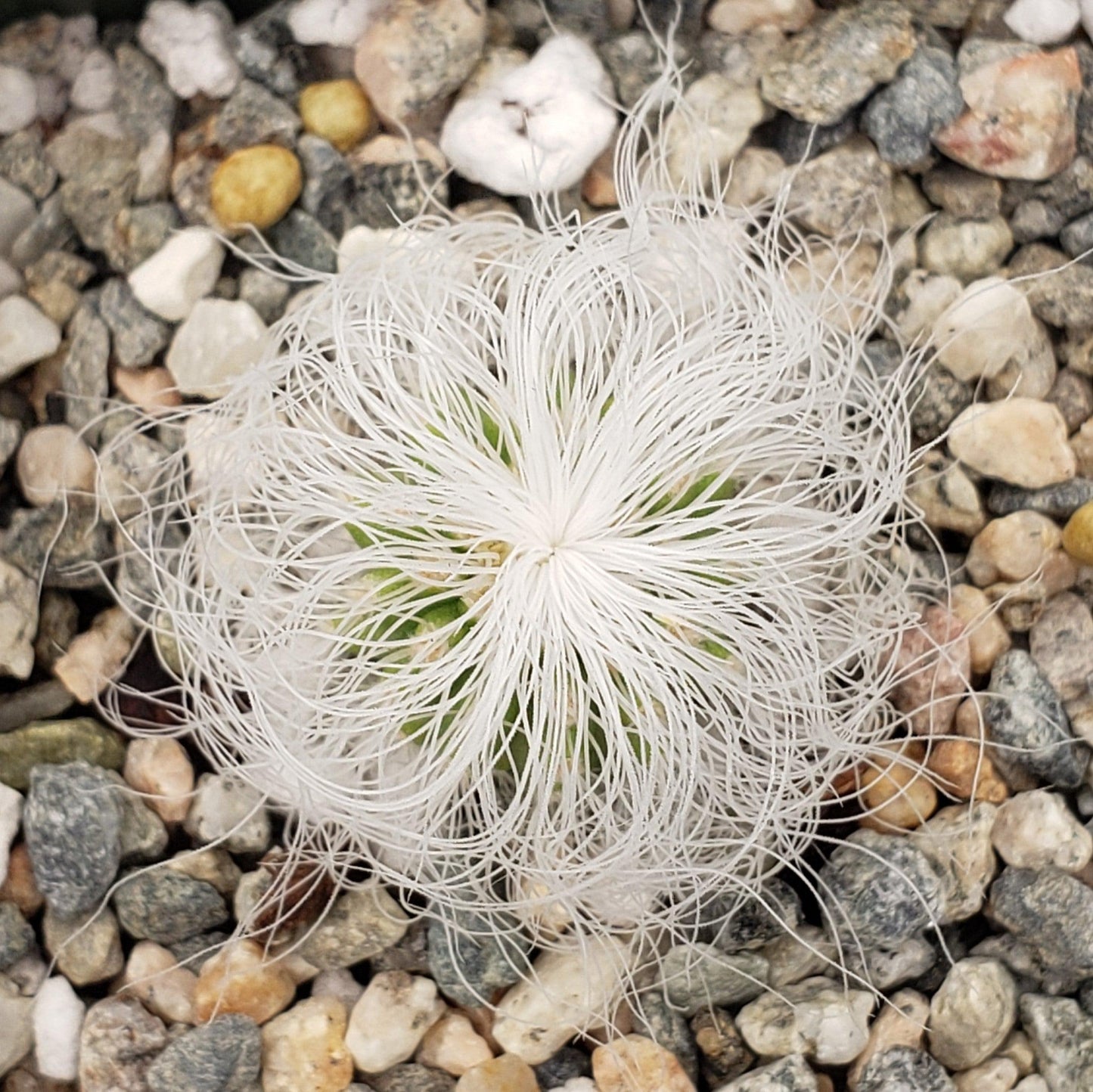 Old Man Cactus 'Cephalocereus senilis'