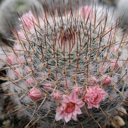 Mammillaria riteriana