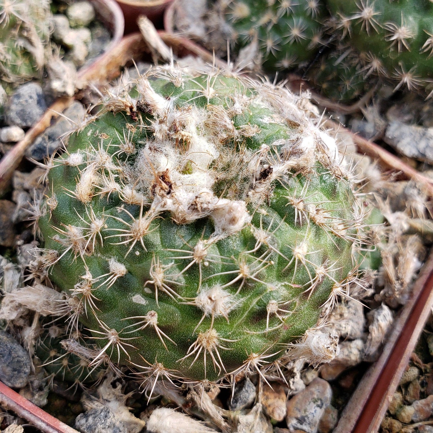 Frailea grahliana