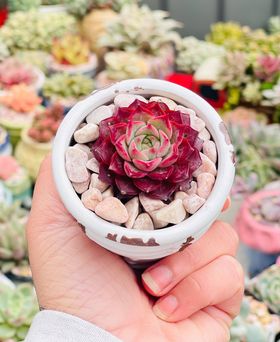 Echeveria seashell/ conch