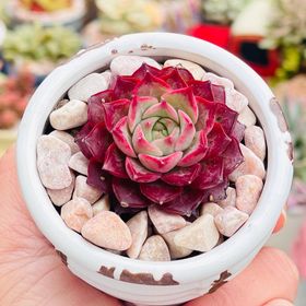 Echeveria seashell/ conch