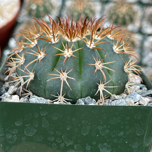 Melocactus conoideus