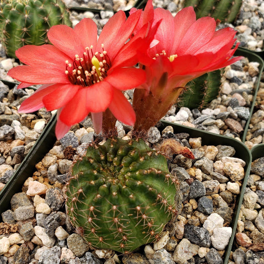 Lobivia saltensis