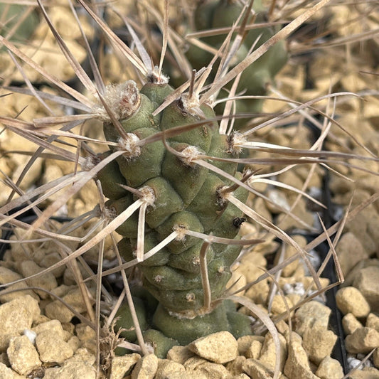 Tephrocactus aoracanthus