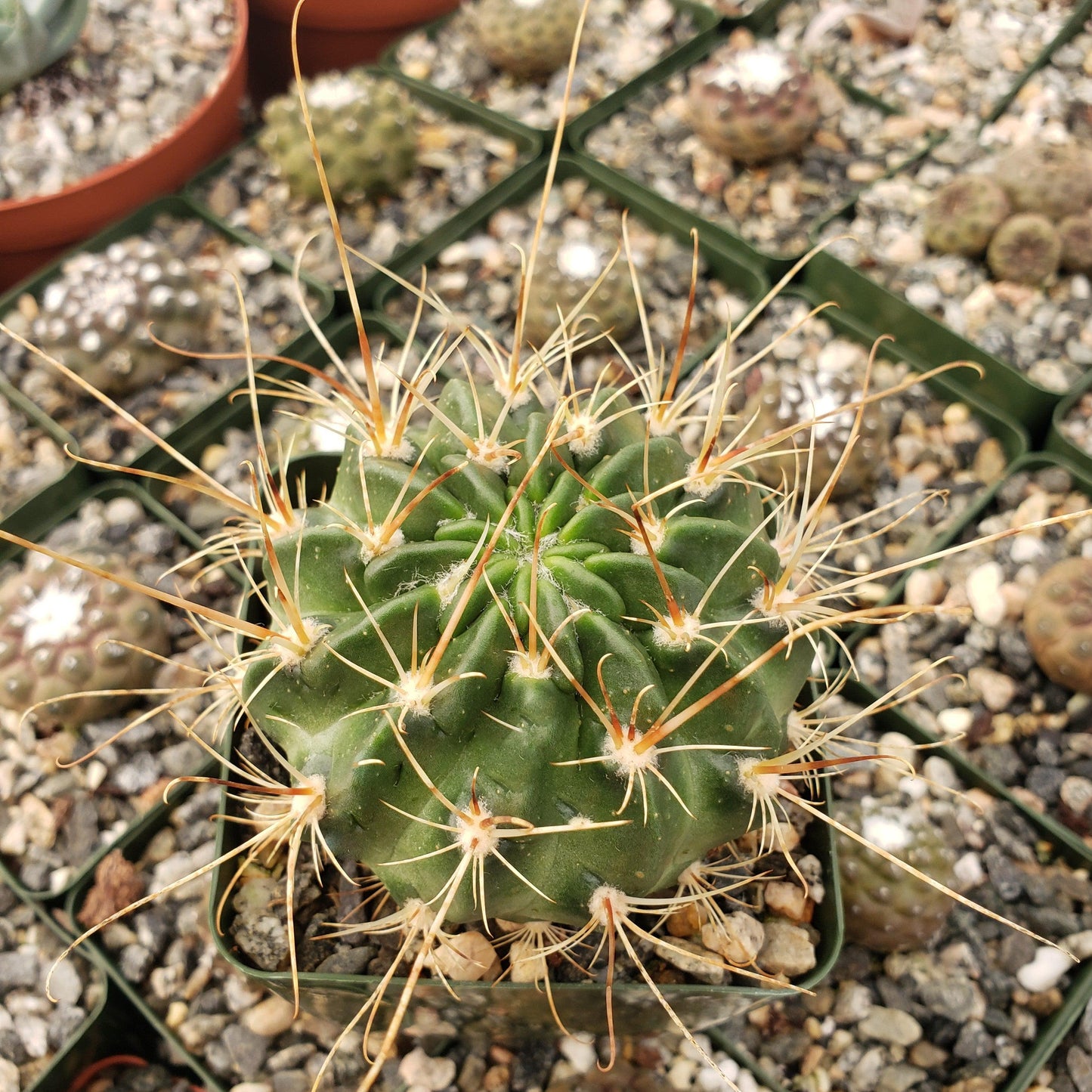 Lobivia longispina
