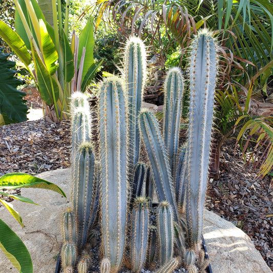 Blue Torch Cactus 'Pilosocereus pachycladus'