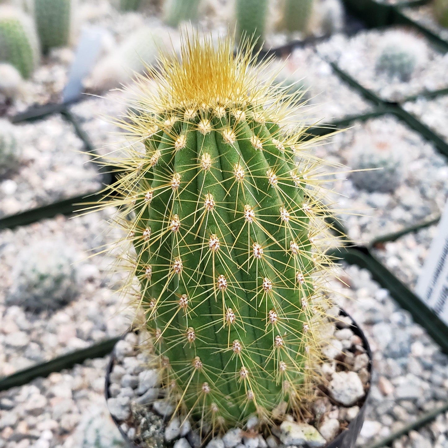 Espostoa guentheri