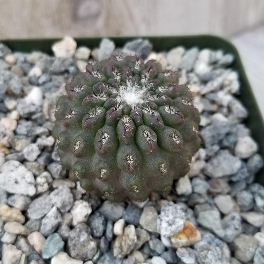 Neochilenia vexata