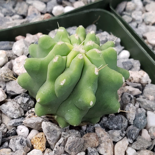 Ferocactus glaucescens 'inermis'