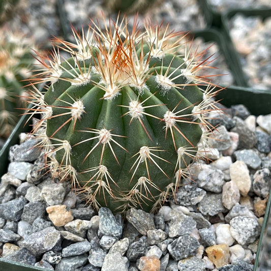 Melocactus guitartii