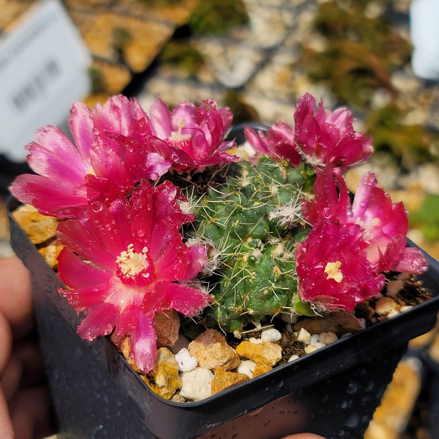 Puna subterranea 'incahuasi'