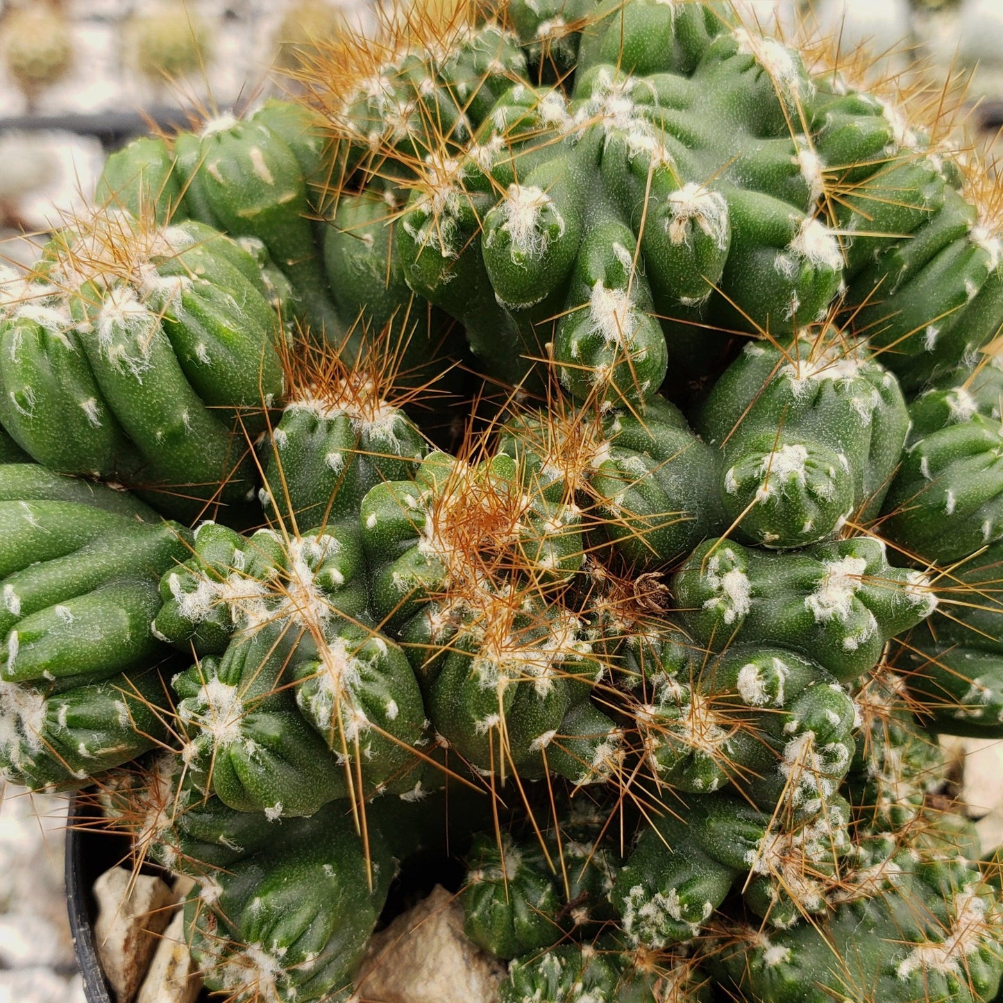 Cereus peruvianus monstrose 'Petra'