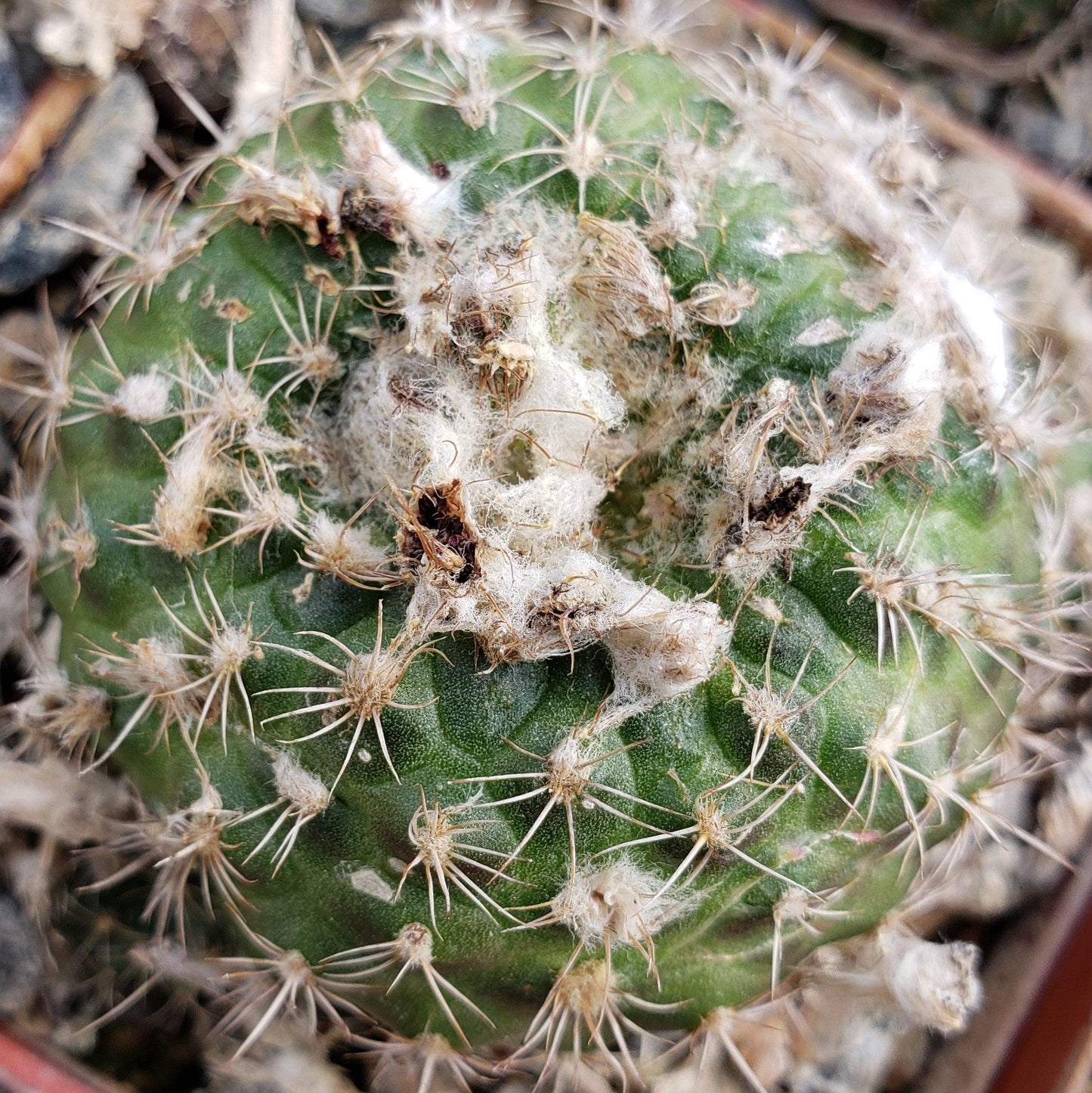 Frailea grahliana