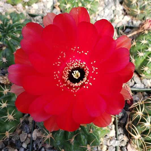 Lobivia prestoana