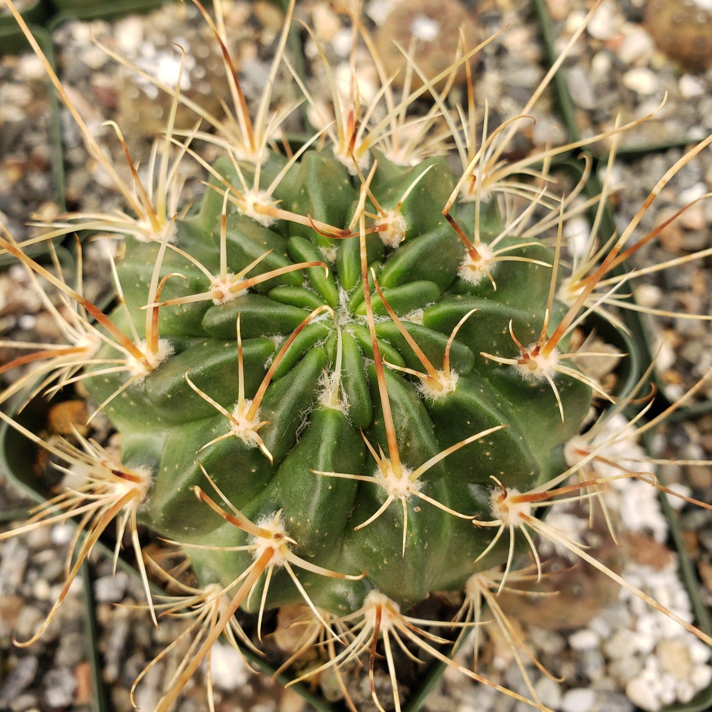 Lobivia longispina
