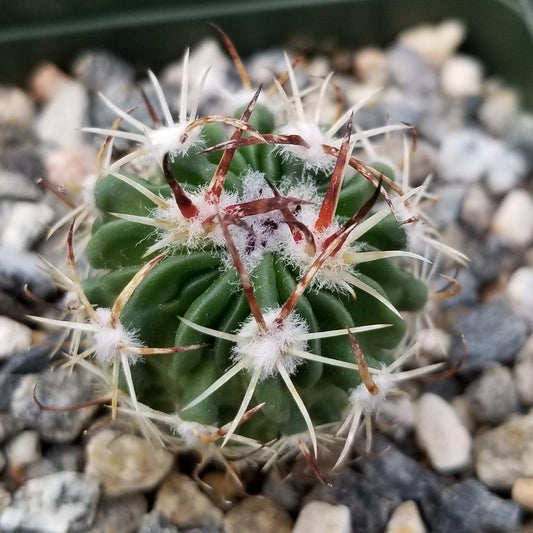 Echinofossulocactus Hookerii