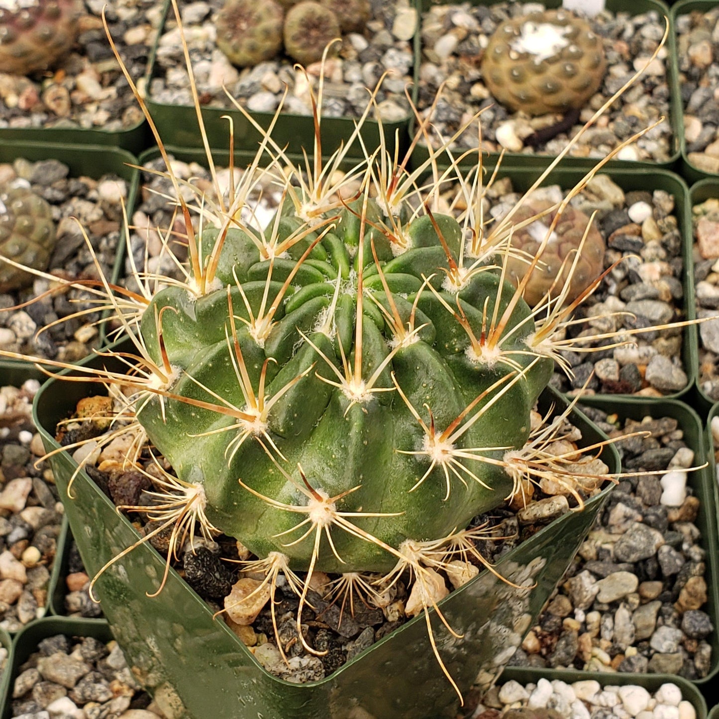 Lobivia longispina