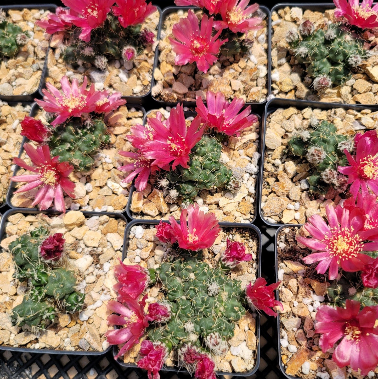 Puna subterranea 'incahuasi'
