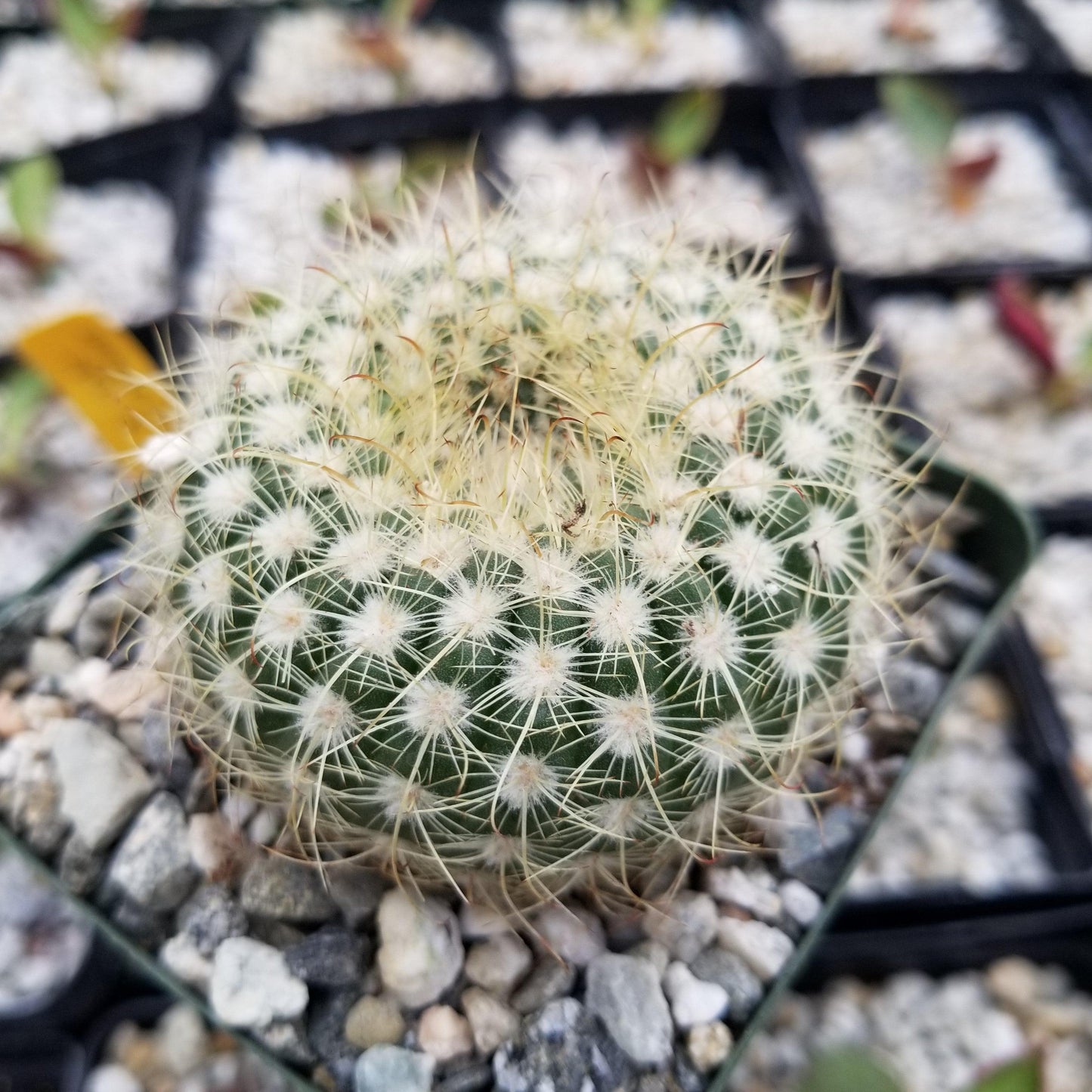 Notocactus apricus