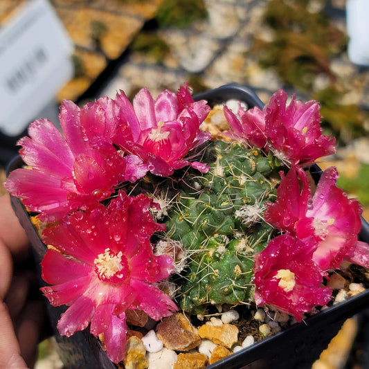 Puna subterranea 'incahuasi'