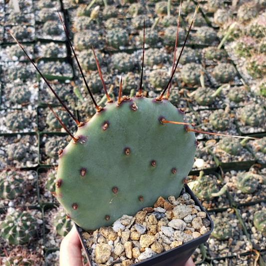 Purple Prickly Pear 'Opuntia macrocentra'